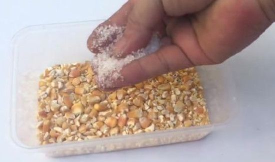 家里有老鼠怎么办