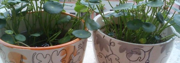 喝完的茶叶可以倒在花盆里吗