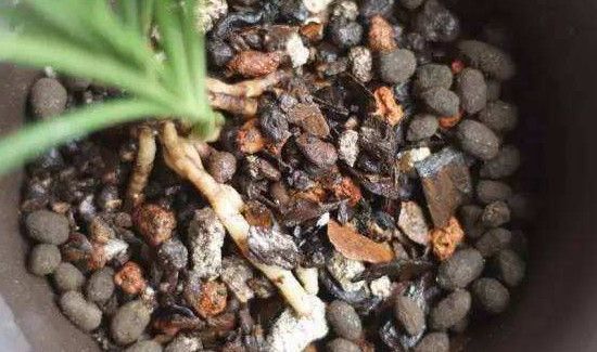 喝完的茶叶可以倒在花盆里吗