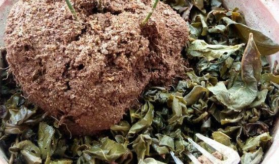 喝完的茶叶可以倒在花盆里吗