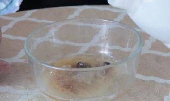 家里有小飞虫怎么消灭