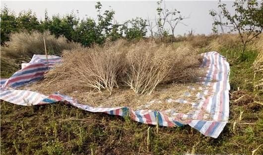 怎么“打菜籽”