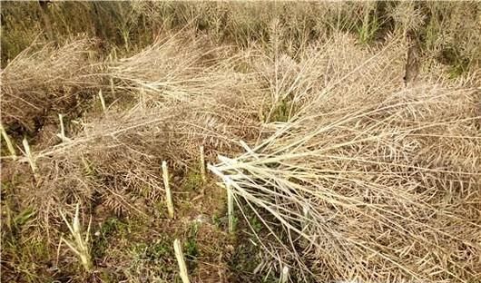 怎么“打菜籽”