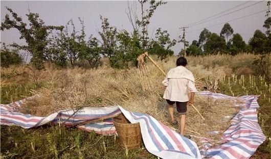 怎么“打菜籽”