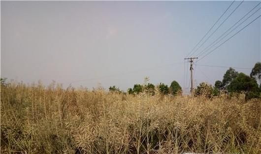 怎么“打菜籽”