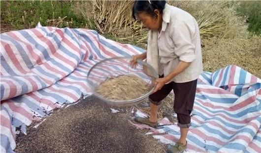 怎么“打菜籽”