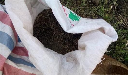 怎么“打菜籽”