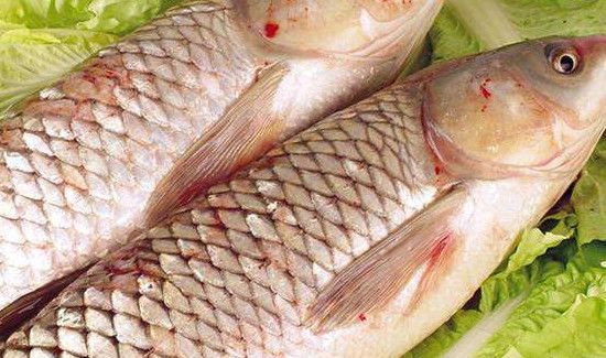 死鱼能吃吗