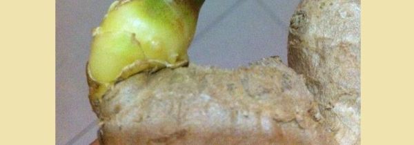 生姜发芽能吃吗