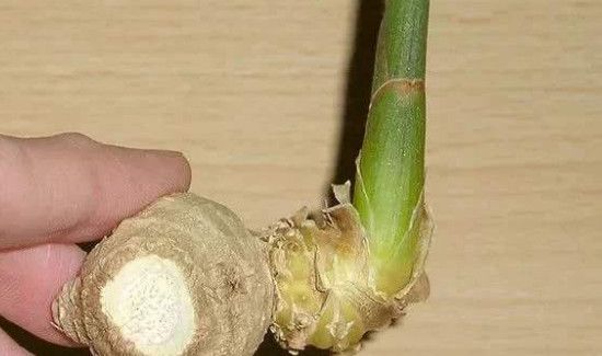 生姜发芽能吃吗