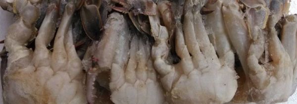 冰箱冻死螃蟹能吃吗