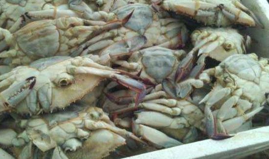 冰箱冻死螃蟹能吃吗