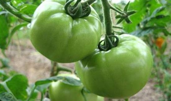 青番茄能吃吗
