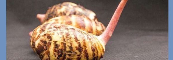 芋头发芽能吃吗