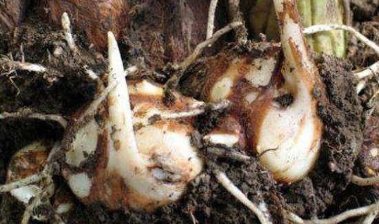 芋头发芽能吃吗