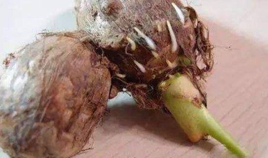 芋头发芽能吃吗