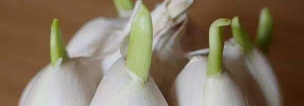 蒜头发芽能吃吗
