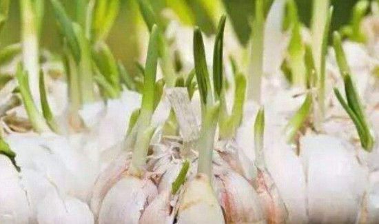 蒜头发芽能吃吗