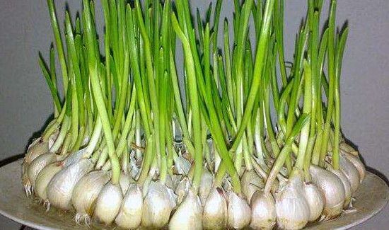 蒜头发芽能吃吗