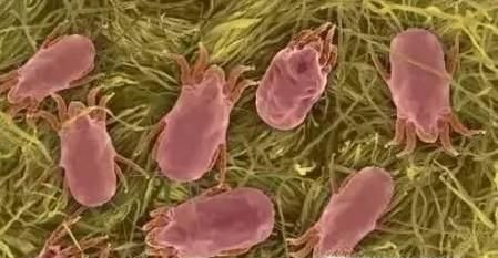 怎样有效的去除棉被上面的螨虫