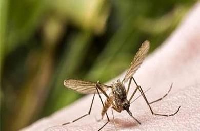 夏季如何避免蚊子的叮咬？