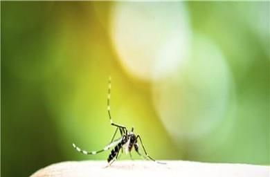 夏季如何避免蚊子的叮咬？