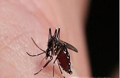 夏季如何避免蚊子的叮咬？