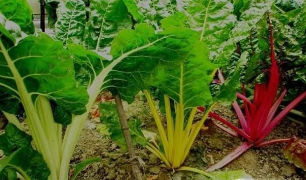 甜菜叶的营养价值与食用方法