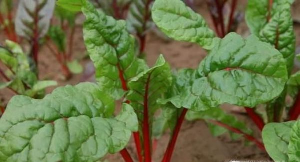 甜菜叶的营养价值与食用方法