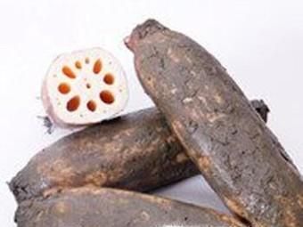 荷花的种植时间