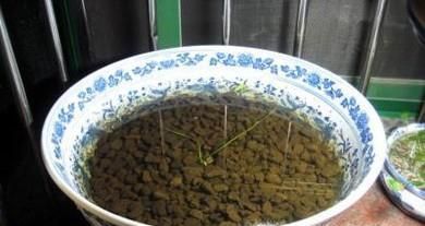 荷花的种植时间