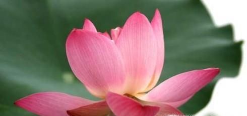 荷花的种植时间