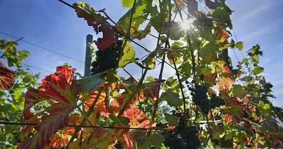 葡萄树的种植方法