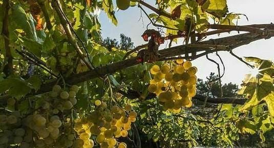 葡萄树的种植方法