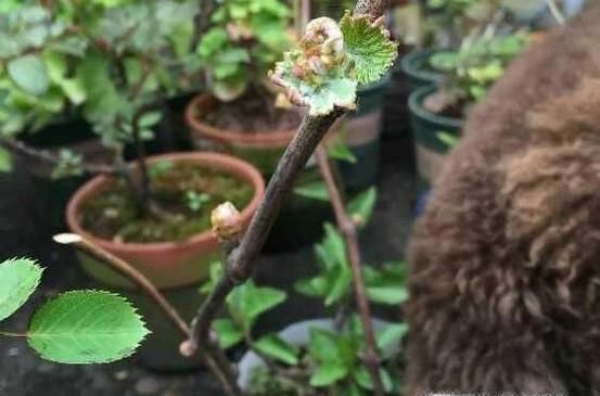 葡萄树的种植方法