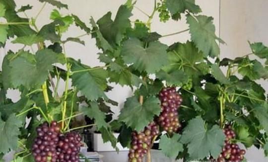 葡萄树的种植方法