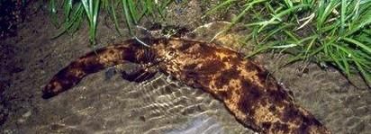 发现野生娃娃鱼怎么办