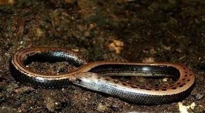 室内怎么养菜花蛇