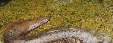 发现野生娃娃鱼怎么办