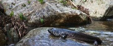 发现野生娃娃鱼怎么办