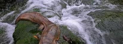 发现野生娃娃鱼怎么办