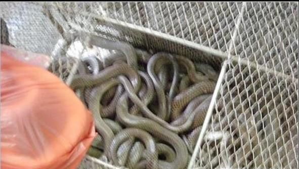 室内怎么养菜花蛇