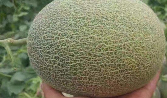 如何挑选哈密瓜