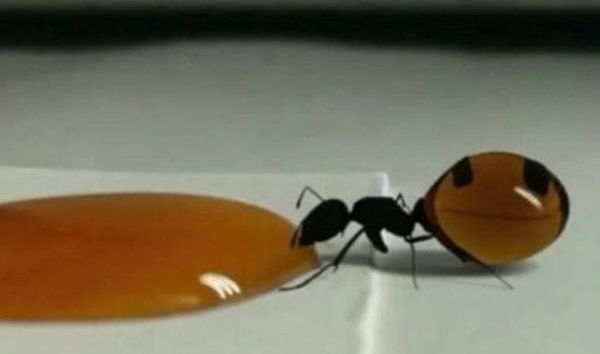 地板砖缝隙有很多蚂蚁出来怎么办