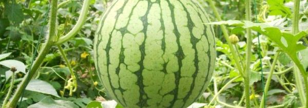如何挑选西瓜