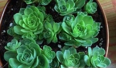 山地玫瑰夏天怎么养