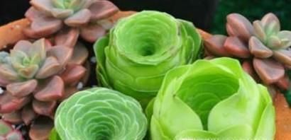 山地玫瑰夏天怎么养