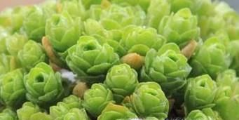 山地玫瑰夏天怎么养