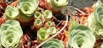 山地玫瑰夏天怎么养