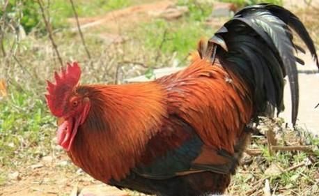 如何喂养草鸡下蛋多